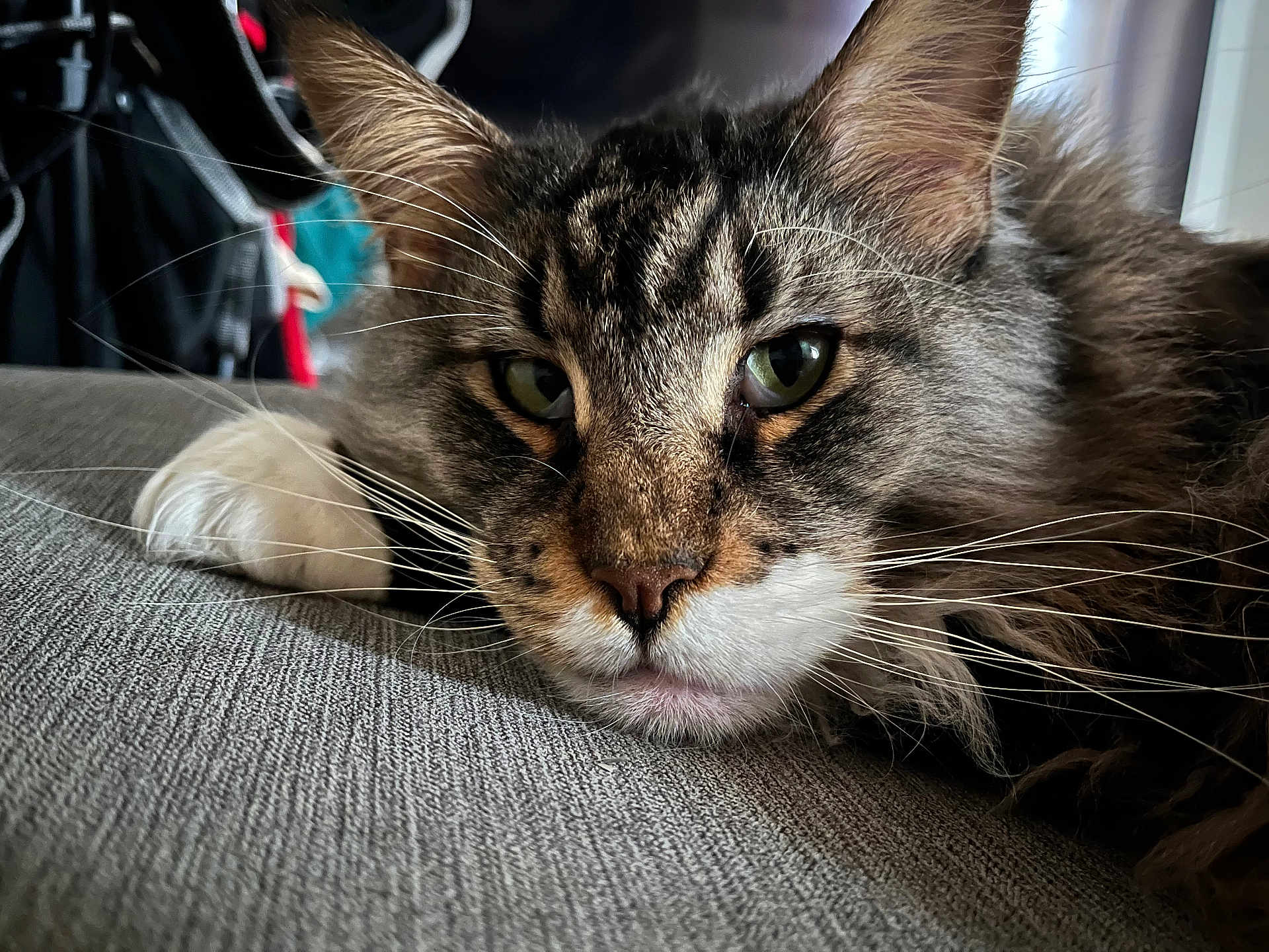 Ostach Mou participe au concours pour gagner de l'argent avec cette photo : cat, tabby, close_up, fur, whiskers, green_eyes, laying, gray_surface, indoor, pet, animal, muzzle, ears, relaxed, portrait, feline, soft_light, texture, focus, domestic_cat