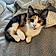 Cleo