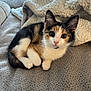 kitten, cat, calico, pet, animal, feline, cute, cozy, blanket, couch, indoor, fur, whiskers, ears, paws, resting, young, small, curious, domestic