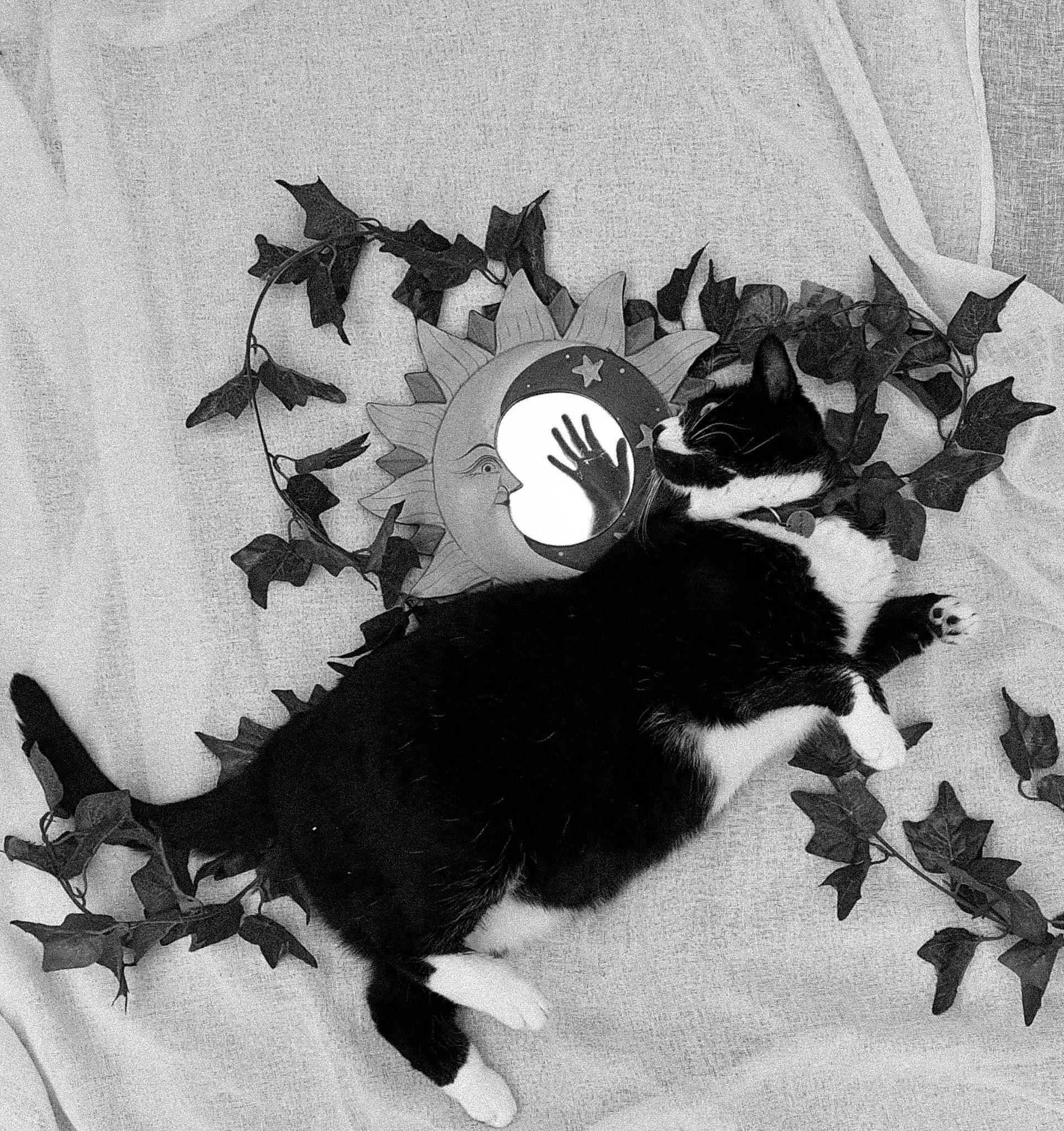 Yuki a rejoint le concours — aidez-le/la à gagner de superbes lots ! art, beak, black_and_white, cat, drawing, feather, felidae, illustration, monochrome, monochrome_photography, painting, pattern, plant, small_to_medium_sized_cats, style, tail, tints_and_shades, tree, whiskers, wing