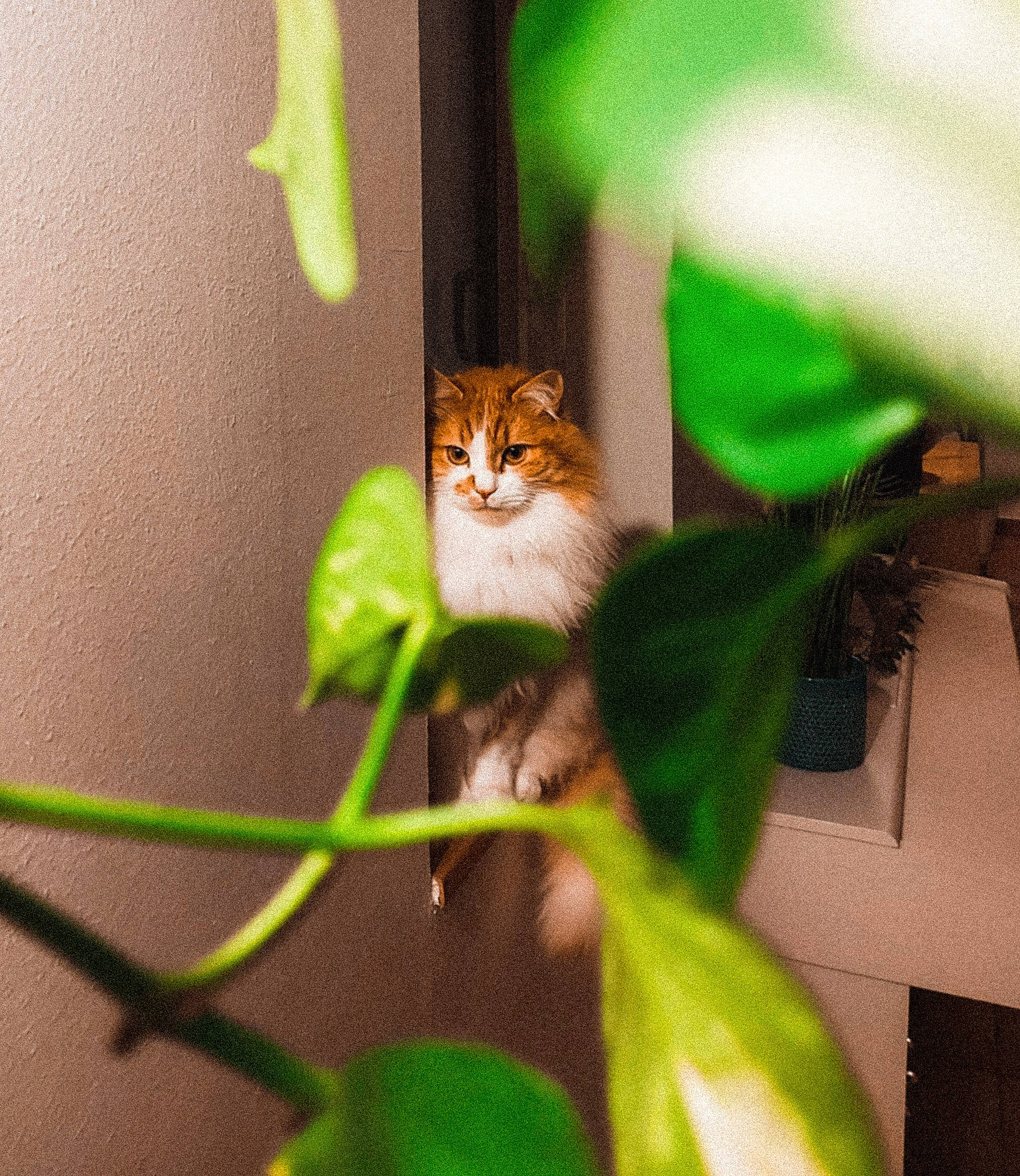 Gimli participe au concours pour gagner de l'argent avec cette photo : carnivore, cat, felidae, fur, grass, green, macro_photography, plant, plant_stem, small_to_medium_sized_cats, tail, terrestrial_animal, terrestrial_plant, twig, whiskers, wildlife