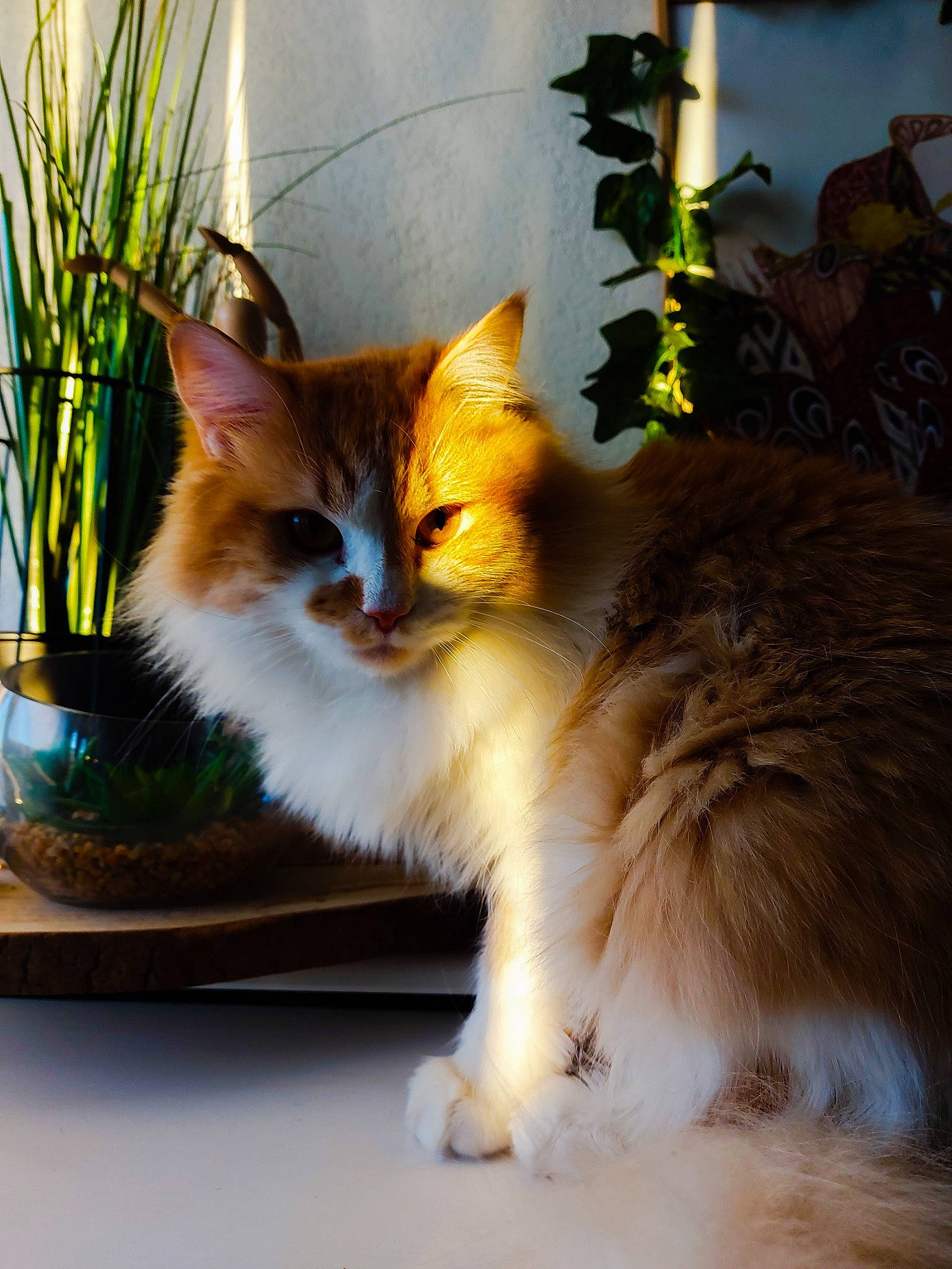Gimli participe au concours pour gagner de l'argent avec cette photo : carnivore, cat, domestic_short_haired_cat, fawn, felidae, flowerpot, fur, grass, houseplant, paw, plant, sitting, small_to_medium_sized_cats, snout, tail, whiskers, wildlife, wood