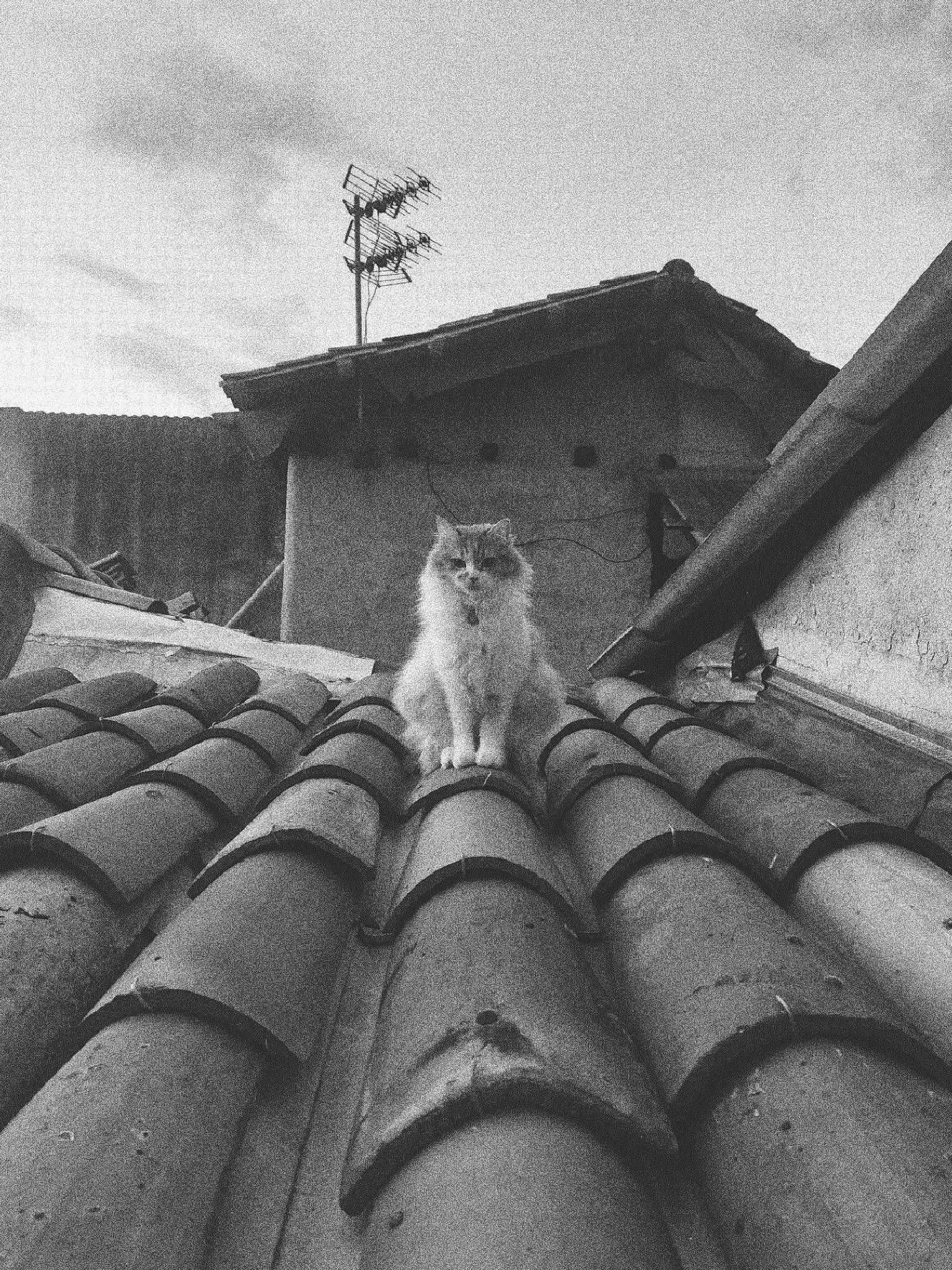 Gimli participe au concours pour gagner de l'argent avec cette photo : black_and_white, building, carnivore, cat, cloud, felidae, grey, house, monochrome, monochrome_photography, plant, roof, sky, small_to_medium_sized_cats, snout, style, tints_and_shades, whiskers, window, wood