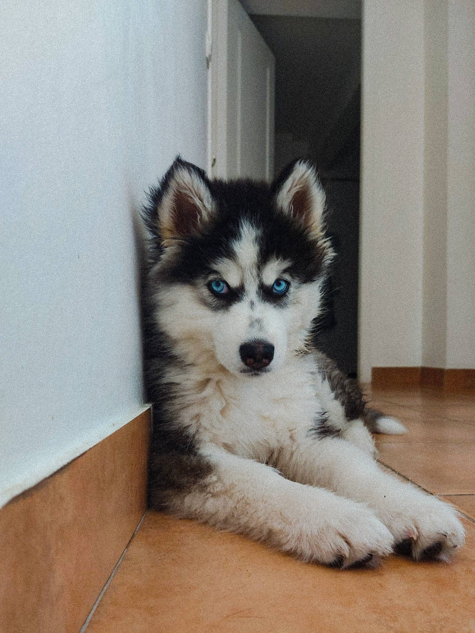 Moro a rejoint le concours — aidez-le/la à gagner de superbes lots ! ancient_dog_breeds, art, ball, canidae, carnivore, companion_dog, couch, dog, dog_breed, flooring, fur, hardwood, sled_dog, snout, sporting_group, terrestrial_animal, whiskers, wood, working_animal, working_dog