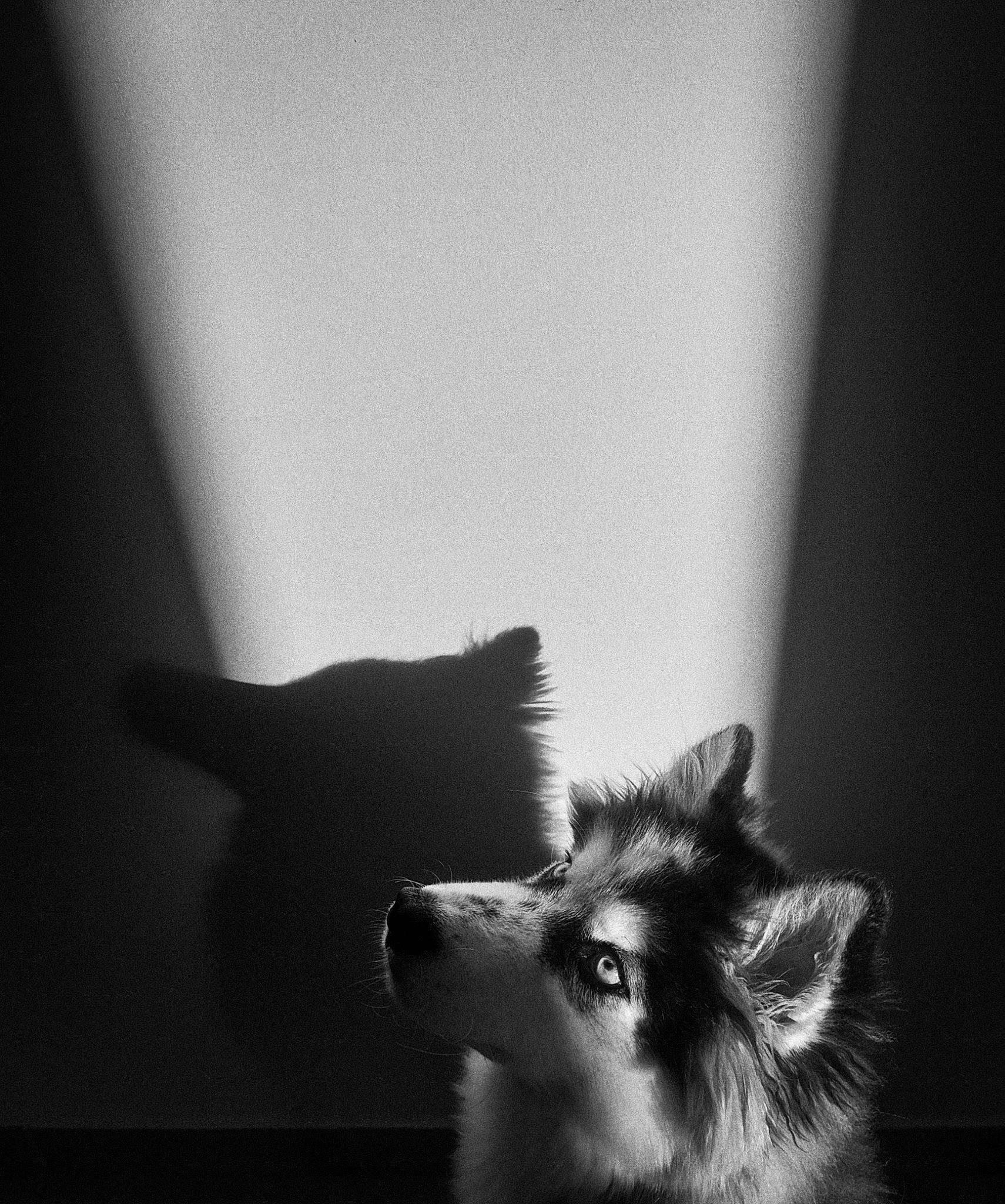 Moro a rejoint le concours — aidez-le/la à gagner de superbes lots ! carnivore, cat, darkness, ear, eye, felidae, flash_photography, fur, grey, macro_photography, monochrome, monochrome_photography, shadow, small_to_medium_sized_cats, still_life_photography, tints_and_shades, whiskers, wood