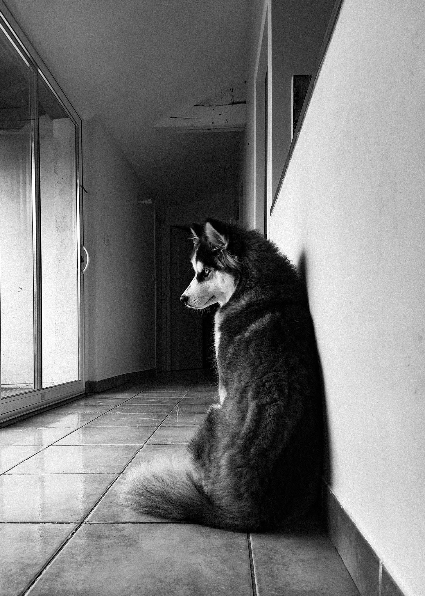 Moro participe au concours pour gagner de l'argent avec cette photo : black, black_and_white, carnivore, cat, felidae, floor, flooring, fur, grey, line, monochrome, monochrome_photography, small_to_medium_sized_cats, snout, style, tail, tints_and_shades, whiskers, window, wood
