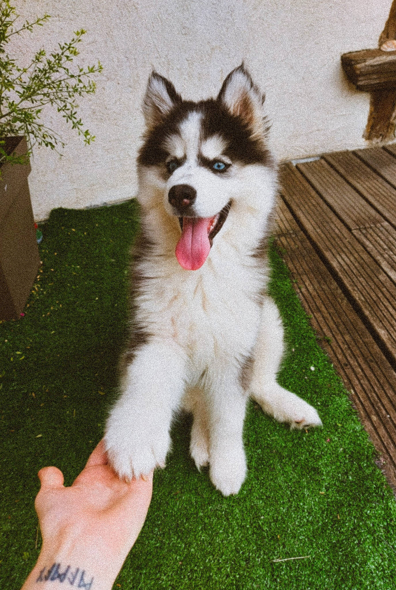 Moro participe au concours pour gagner de l'argent avec cette photo : ancient_dog_breeds, canidae, carnivore, companion_dog, dog, dog_breed, fang, foot, fur, grass, plant, sled_dog, sporting_group, tail, terrestrial_animal, working_animal, working_dog, wrist