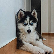 Moro a rejoint le concours — aidez-le/la à gagner de superbes lots ! animal, black_and_white, blue_eyes, canine, cute, dog, ears, fluffy, fur, husky, indoor, laying_down, nose, paws, pet, puppy, resting, tile_floor, wall, young