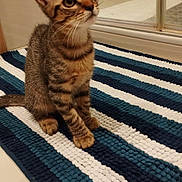 Zéphyr a rejoint le concours — aidez-le/la à gagner de superbes lots ! kitten, cat, one-eyed, tabby, pet, striped_rug, indoor, floor, bathroom, curious, young_cat, sitting, feline, fur, whiskers, tail, clean, tile_floor, reflection, domestic_animal
