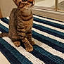 kitten, cat, one-eyed, tabby, pet, striped_rug, indoor, floor, bathroom, curious, young_cat, sitting, feline, fur, whiskers, tail, clean, tile_floor, reflection, domestic_animal