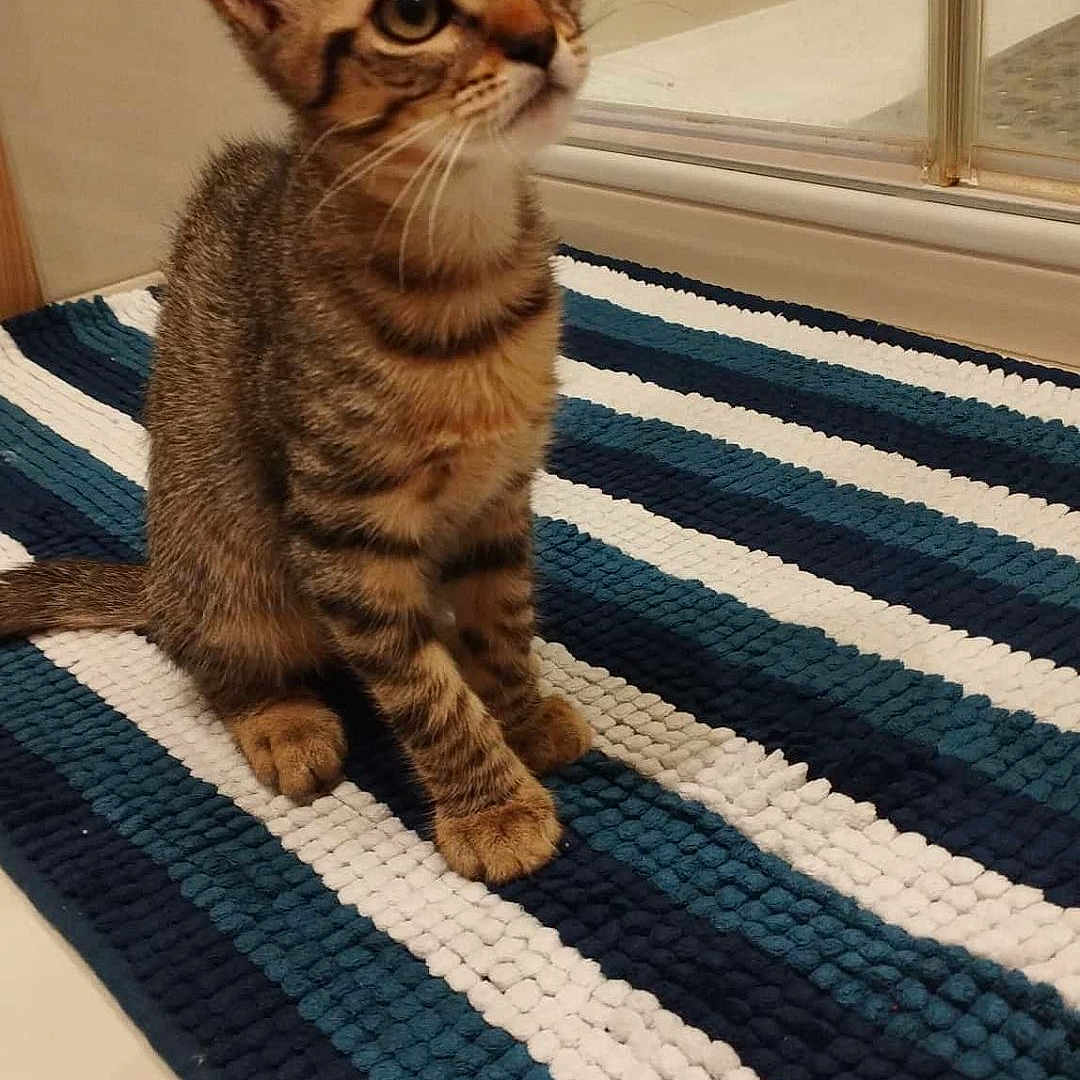 Zéphyr a rejoint le concours — aidez-le/la à gagner de superbes lots ! bathroom, cat, clean, curious, domestic_animal, feline, floor, fur, indoor, kitten, one-eyed, pet, reflection, sitting, striped_rug, tabby, tail, tile_floor, whiskers, young_cat