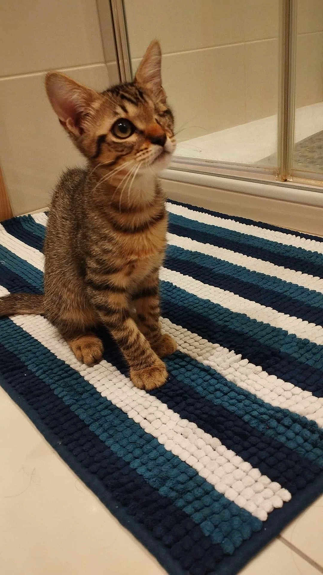 Zéphyr a rejoint le concours — aidez-le/la à gagner de superbes lots ! kitten, cat, one-eyed, tabby, pet, striped_rug, indoor, floor, bathroom, curious, young_cat, sitting, feline, fur, whiskers, tail, clean, tile_floor, reflection, domestic_animal