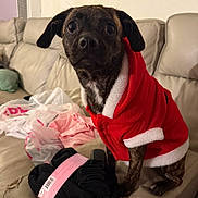 Milan joined the competition — help win amazing prizes! dog, puppy, pet, clothing, hoodie, red, white, couch, indoor, furniture, fabric, small_dog, sitting, cute, animal, domestic_animal, brown, black, eyes, face