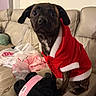 dog, puppy, pet, clothing, hoodie, red, white, couch, indoor, furniture, fabric, small_dog, sitting, cute, animal, domestic_animal, brown, black, eyes, face