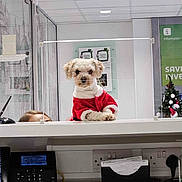 Bambi joined the competition — help win amazing prizes! animal, christmas_tree, cute, decorations, desk, dog, festive, fur, glass_panel, holiday, indoor, keyboard, monitor, office, pet, phone, reception, red_clothing, technology, workplace