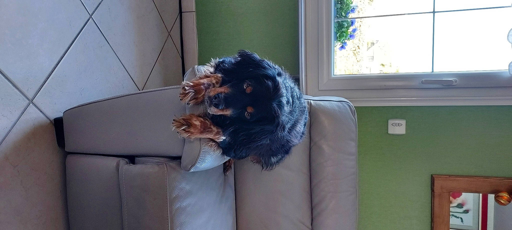 Lilou participe au concours pour gagner de l'argent avec cette photo : canidae, carnivore, comfort, companion_dog, couch, daylighting, dog, dog_breed, flesh, formal_wear, fur, liver, room, sitting, sporting_group, window