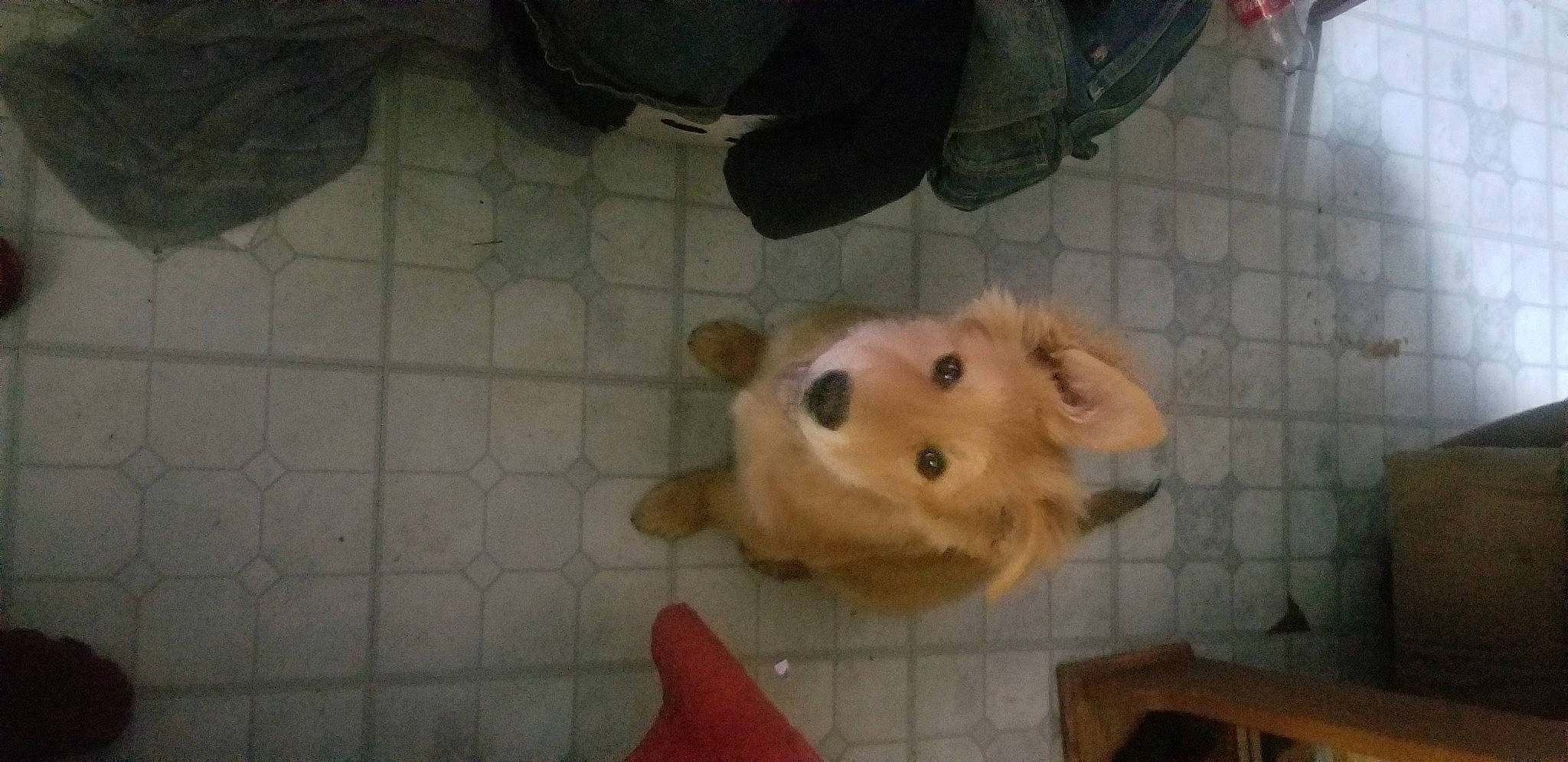 Simba joined the competition — help win amazing prizes! canidae, carnivore, companion_dog, dog, dog_breed, fawn, flooring, fur, liver, non_sporting_group, puppy, small_greek_domestic_dog, sporting_group, terrestrial_animal, toy, toy_dog, whiskers, working_animal