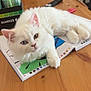 Aïko a rejoint le concours — aidez-le/la à gagner de superbes lots ! cat, white_cat, heterochromia, fluffy, table, coloring_book, markers, remote_control, wooden_table, indoor, pet, animal, relaxed, cute, feline, closeup, laying_down, domestic_cat, homedecor, creative