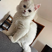 Aïko a rejoint le concours — aidez-le/la à gagner de superbes lots ! cat, white_cat, fluffy, pet, indoor, living_room, couch, furniture, curious, cute, animal, mammal, whiskers, ears, tail, household, domestic, portrait, soft_fur, close_up