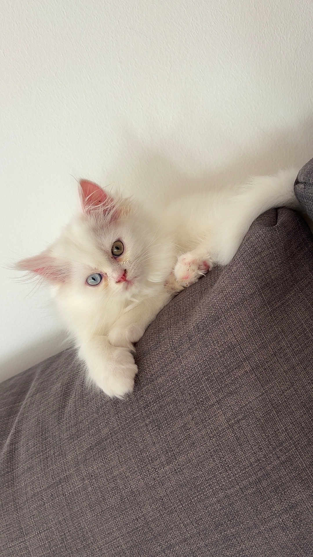 Aïko participe au concours pour gagner de l'argent avec cette photo : kitten, cat, white_fur, heterochromia, blue_eye, green_eye, pet, cute, fluffy, small, animal, indoor, couch, relaxed, pink_paws, pink_ears, fur, portrait, young, domestic