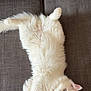 Aïko participe au concours pour gagner de l'argent avec cette photo : cat, white_cat, fluffy, heterochromia, blue_eye, yellow_eye, couch, gray_couch, pet, relaxed, stretching, indoor, feline, collar, pink_nose, whiskers, paw, cute, looking_at_camera, upside_down