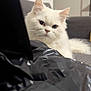 cat, white_cat, fluffy, indoor, pet, feline, couch, gray_couch, plastic_bag, close_up, whiskers, ears, fur, relaxed, animal, domestic_animal, portrait, looking, household, cute