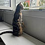 animal, cat, desk, egyptiancat, furniture, kitten, manx, pet, table, urban, window, windowsill