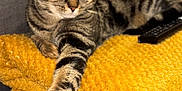 Ulky a rejoint le concours — aidez-le/la à gagner de superbes lots ! abyssinian, animal, blanket, canine, cat, chair, couch, cushion, dog, egyptiancat, electronics, furniture, homedecor, kitten, manx, person, pet, remotecontrol, sleeping