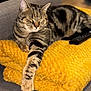 abyssinian, animal, blanket, canine, cat, chair, couch, cushion, dog, egyptiancat, electronics, furniture, homedecor, kitten, manx, person, pet, remotecontrol, sleeping