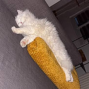 Aïko participe au concours pour gagner de l'argent avec cette photo : cat, white_cat, sleeping, fluffy, pillow, yellow_pillow, couch, gray_couch, indoor, cozy, relaxed, pet, feline, home, living_room, resting, soft, fur, animal, cute