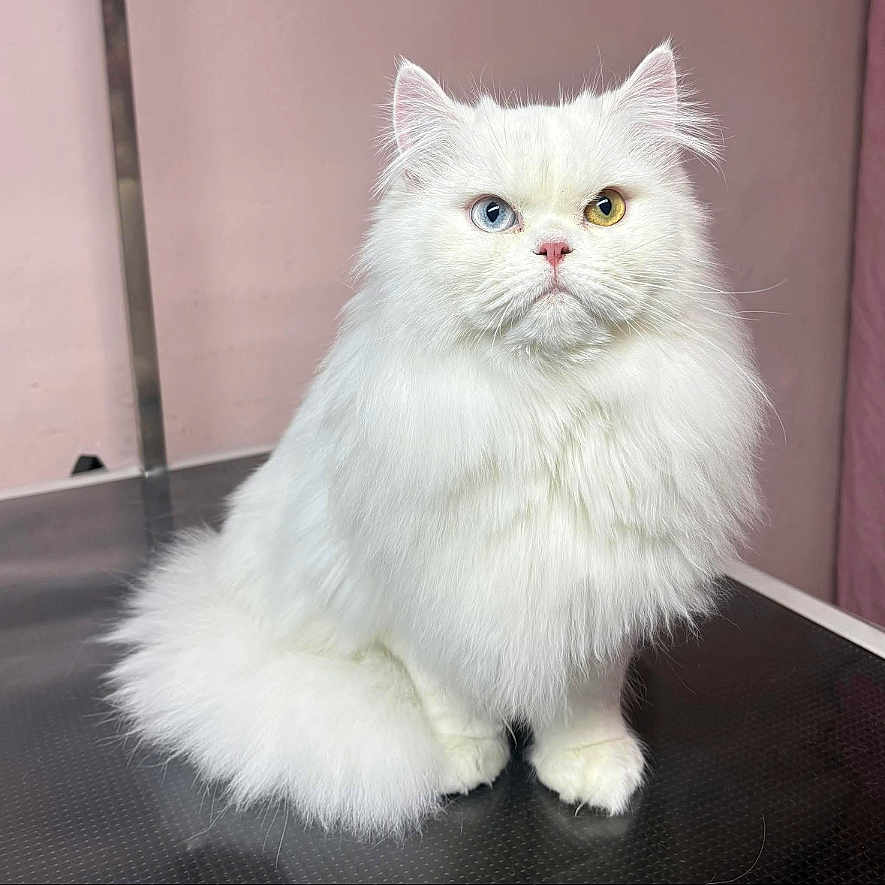 Aïko a rejoint le concours — aidez-le/la à gagner de superbes lots ! alert, animal, blue_eye, cat, cute, domestic_cat, feline, fluffy, fur, heterochromia, indoor, long_hair, pet, pink_nose, portrait, sitting, studio, whiskers, white_cat, yellow_eye