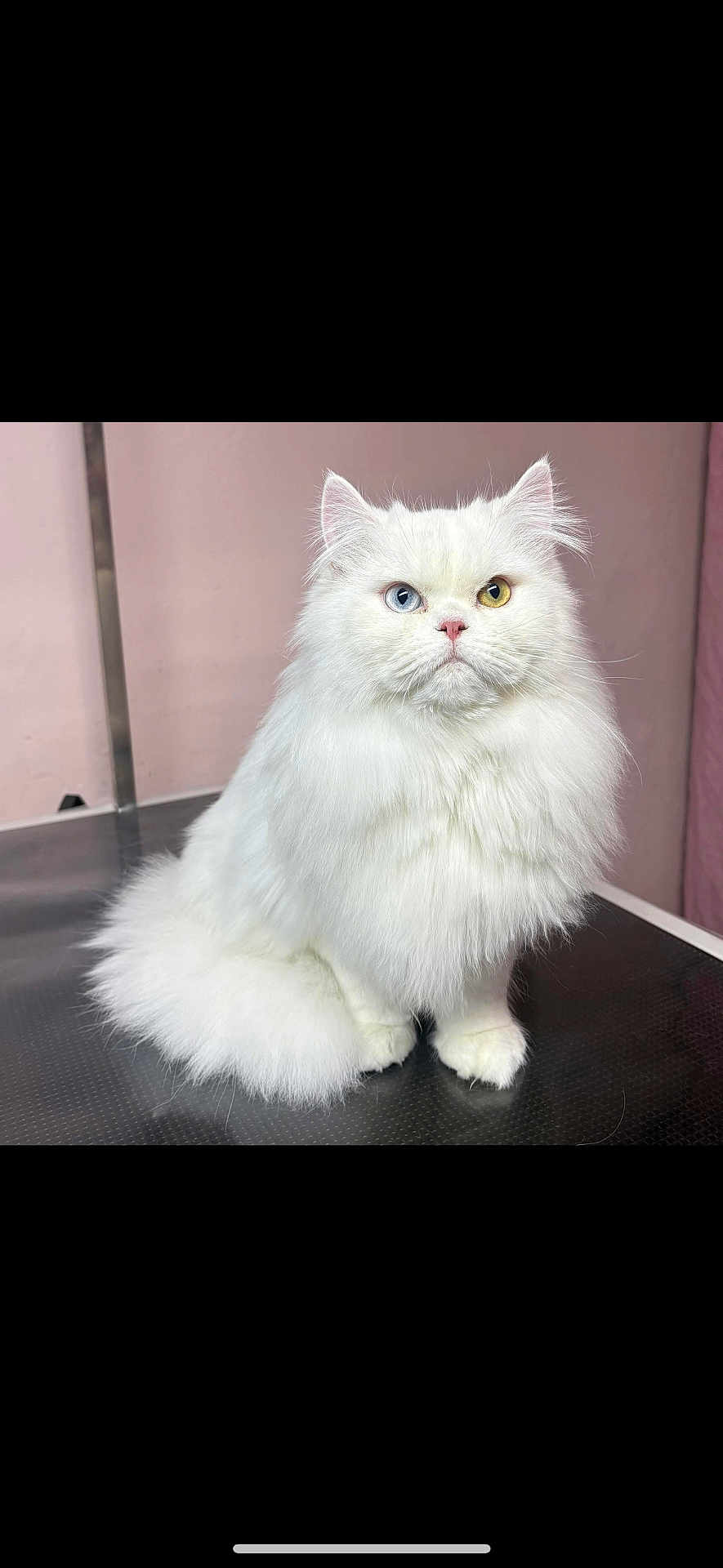 Aïko a rejoint le concours — aidez-le/la à gagner de superbes lots ! cat, white_cat, fluffy, long_hair, heterochromia, blue_eye, yellow_eye, pet, animal, cute, feline, indoor, portrait, sitting, fur, whiskers, pink_nose, domestic_cat, alert, studio