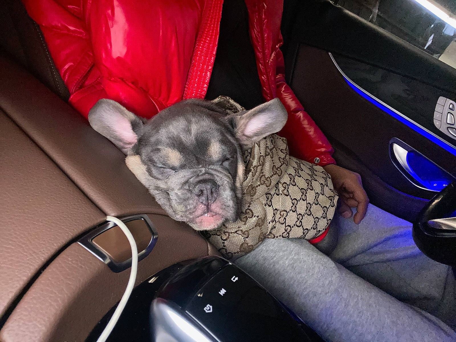 Busta joined the competition — help win amazing prizes! auto_part, canidae, carnivore, comfort, companion_dog, dog, dog_breed, ear, family_car, fawn, fur, mammal, paw, snout, sporting_group, steering_wheel, toy_dog, vehicle_door, whiskers, working_animal