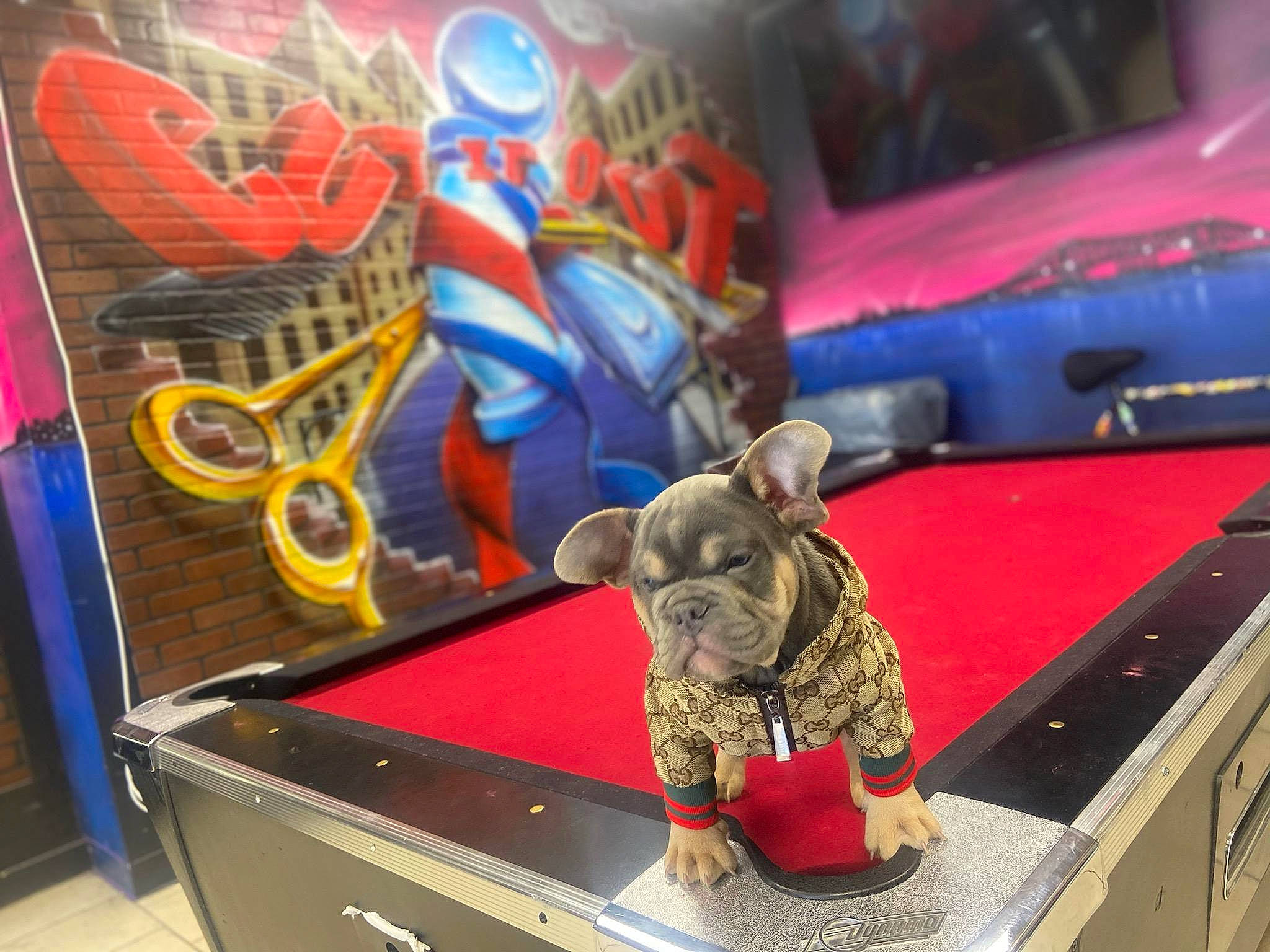 Busta is registered to the contest to win money with this photo: art, box, cabinetry, companion_dog, dog_breed, drawer, fashion_accessory, fawn, flooring, games, magenta, recreation, room, stuffed_toy, teddy_bear, toy, toy_dog, visual_arts, working_animal