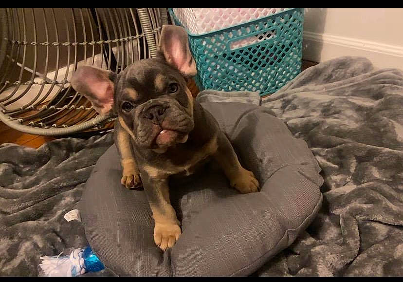 Busta is registered to the contest to win money with this photo: bulldog, canidae, carnivore, comfort, companion_dog, dog, dog_breed, fawn, french_bulldog, fur, guard_dog, liver, molosser, snout, sporting_group, terrestrial_animal, toy_dog, whiskers, working_animal, wrinkle