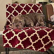 Slate is registered to the contest to win money with this photo: animal, blanket, bulldog, canine, chair, cozy, cream, cute, dog, floor, furniture, home, indoor, looking, pattern, pet, red, relaxed, resting, rug