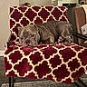 animal, blanket, bulldog, canine, chair, cozy, cream, cute, dog, floor, furniture, home, indoor, looking, pattern, pet, red, relaxed, resting, rug