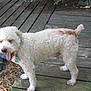dog, curly_fur, yawning, wooden_deck, frog_statue, outdoor, pet, animal, pine_needles, leaves, daylight, collar, tag, brown_spots, tail, four_legs, nature, relaxed, tongue_out, standing