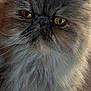 cat, fluffy, gray, yellow_eyes, indoor, pet, feline, closeup, fur, whiskers, cute, animal, face, portrait, soft, domestic_cat, looking, sitting, mammal, cozy