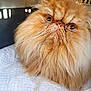 cat, persian_cat, orange_cat, fluffy, pet_carrier, quilted_blanket, indoor, close_up, whiskers, fur, pet, animal, cute, mammal, face, portrait, domestic_cat, feline, eyes, nose