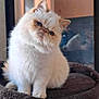 cat, fluffy, white_cat, cream_color, cat_tree, indoor, pet, feline, curtains, window, soft_light, head_tilt, cute, pet_furniture, domestic_cat, animal, cozy, sitting, face, whiskers