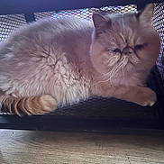 Ultrason participe au concours pour gagner de l'argent avec cette photo : animal, cat, closeup, cream_colored, cute, domestic_cat, feline, flat_face, fluffy, furniture, indoor, mesh_shelf, metal, paw, pet, relaxed, resting, sitting, tail, wooden_floor