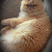 Ultrason a rejoint le concours — aidez-le/la à gagner de superbes lots ! cat, fluffy, cream_color, pet, animal, relaxed, indoor, resting, feline, cute, cozy, fur, whiskers, ears, face, paw, soft, couch, comfort, lazy