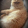 cat, fluffy, cream_color, pet, animal, relaxed, indoor, resting, feline, cute, cozy, fur, whiskers, ears, face, paw, soft, couch, comfort, lazy