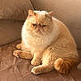 cat, fluffy, cream_colored, grumpy_face, couch, brown_couch, indoor, pet, feline, relaxed, sitting, fur, whiskers, tail, cute, animal, domestic, cozy, soft, home