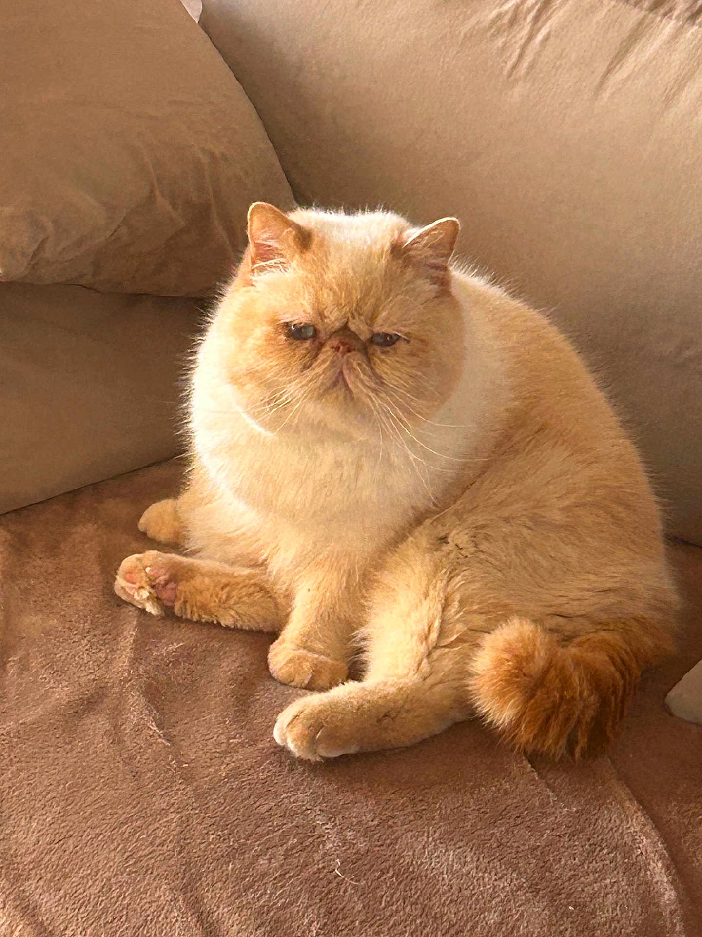Ultrason participe au concours pour gagner de l'argent avec cette photo : cat, fluffy, cream_colored, grumpy_face, couch, brown_couch, indoor, pet, feline, relaxed, sitting, fur, whiskers, tail, cute, animal, domestic, cozy, soft, home