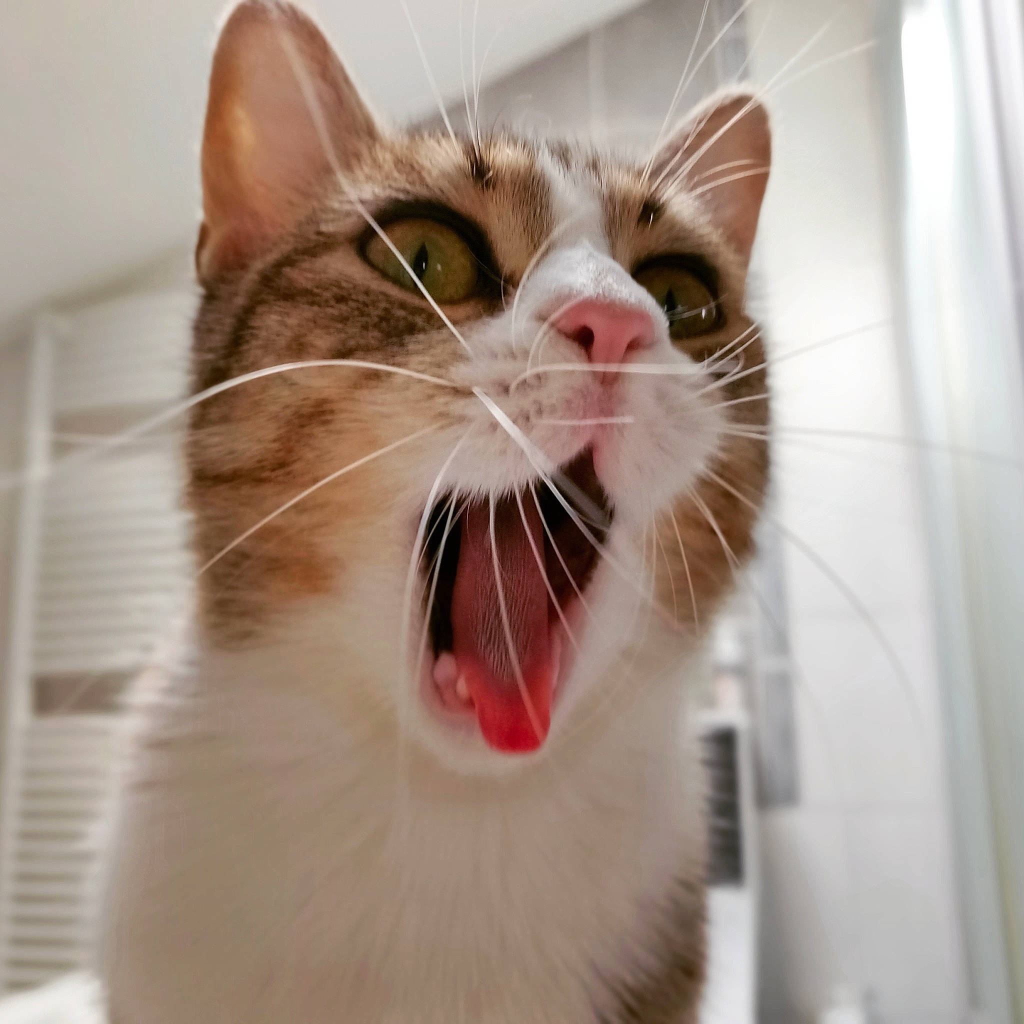 Elaine a rejoint le concours — aidez-le/la à gagner de superbes lots ! aegean_cat, carnivore, cat, domestic_short_haired_cat, european_shorthair, eye, facial_expression, fang, felidae, jaw, kitten, mouth, nose, organ, small_to_medium_sized_cats, snout, tabby_cat, tooth, whiskers, yawn