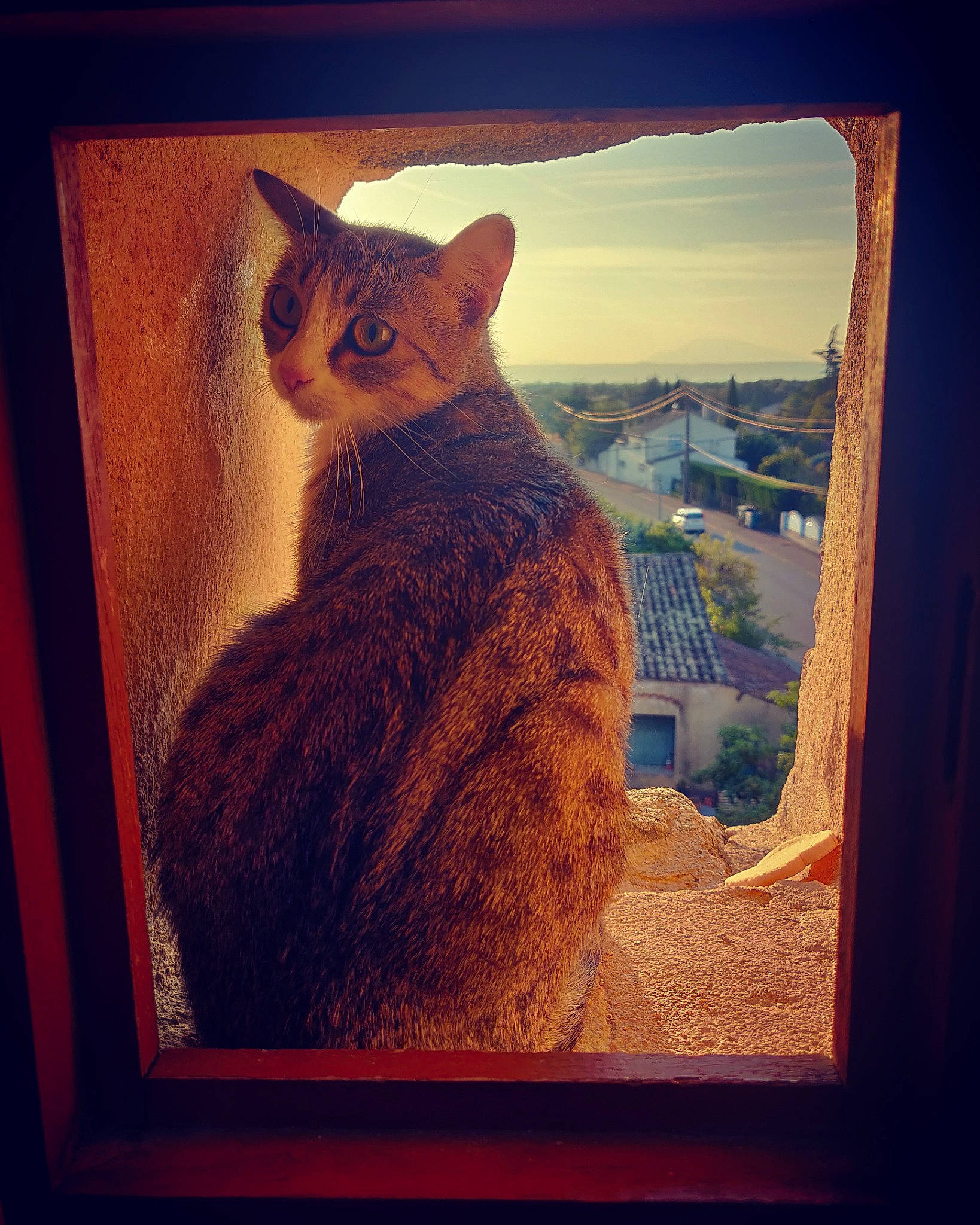 Elaine a rejoint le concours — aidez-le/la à gagner de superbes lots ! art, asian, carnivore, cat, cloud, ear, eye, fawn, felidae, fur, kitten, picture_frame, sky, small_to_medium_sized_cats, square, tabby_cat, tail, tree, whiskers, window