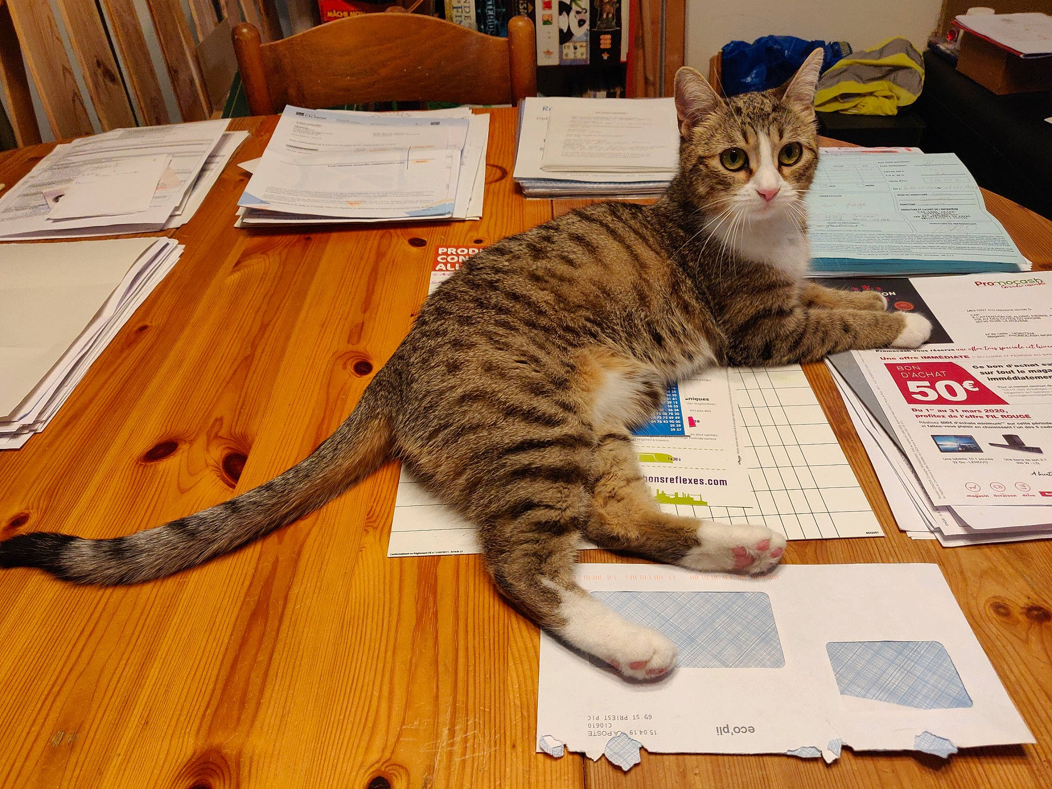 Elaine a rejoint le concours — aidez-le/la à gagner de superbes lots ! asian, bengal, california_spangled, carnivore, cat, domestic_short_haired_cat, dragon_li, european_shorthair, felidae, kitten, mammal, ocicat, small_to_medium_sized_cats, sokoke, tabby_cat, tail, toyger, vertebrate, whiskers, wood