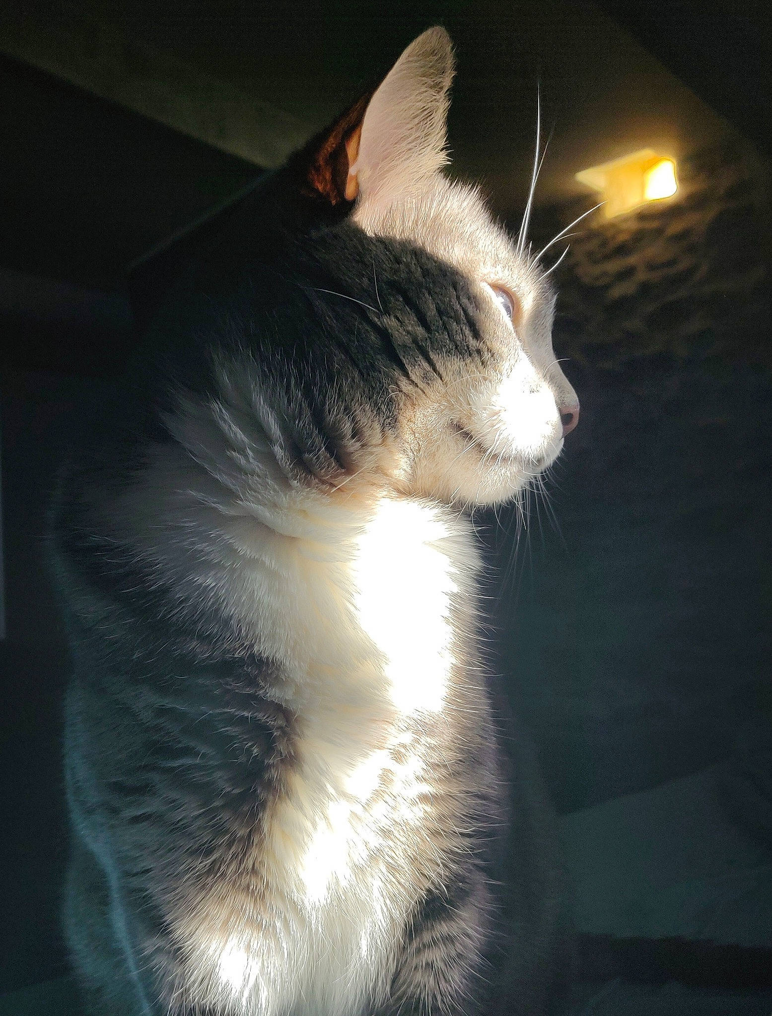 Totoro participe au concours pour gagner de l'argent avec cette photo : american_wirehair, black_and_white, carnivore, cat, ear, felidae, fur, kitten, light, night, polydactyl_cat, sky, small_to_medium_sized_cats, snout, tail, whiskers